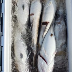 海龍丸（石川） 釣果