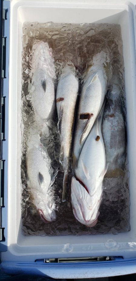 海龍丸（石川） 釣果