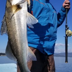 アマテラス 釣果