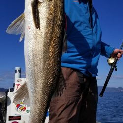 アマテラス 釣果