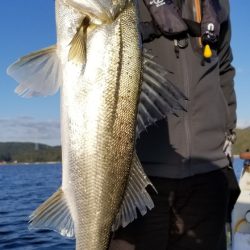 アマテラス 釣果