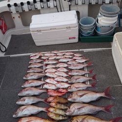 ARCADIAⅡ (アルカディアⅡ) 釣果