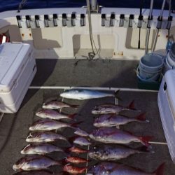 ARCADIAⅡ (アルカディアⅡ) 釣果