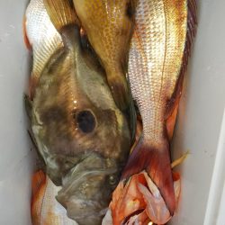 第二龍勢丸 釣果