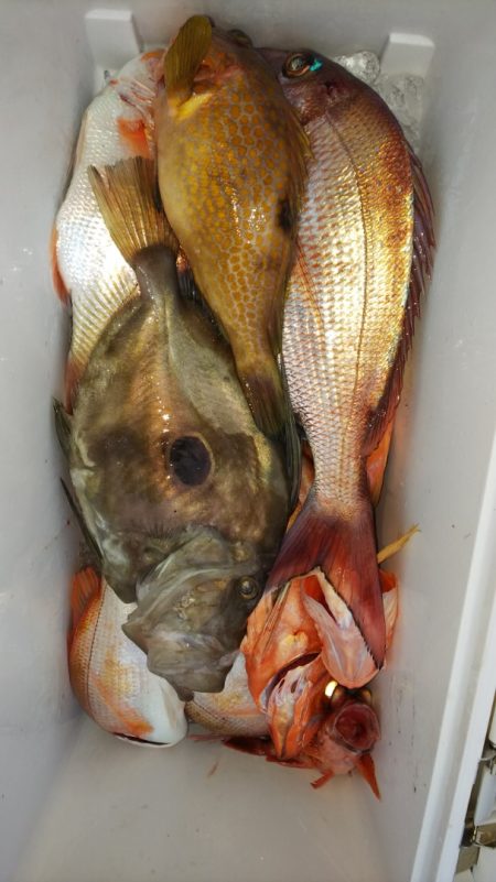 第二龍勢丸 釣果