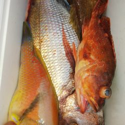 第二龍勢丸 釣果