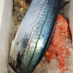 第二龍勢丸 釣果