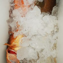 第二龍勢丸 釣果