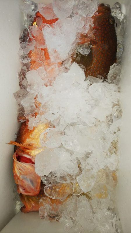 第二龍勢丸 釣果