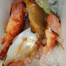 第二龍勢丸 釣果