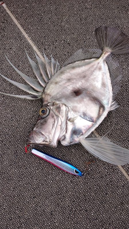 ARCADIAⅡ (アルカディアⅡ) 釣果