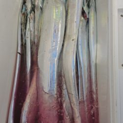 金沢八景鴨下丸 釣果