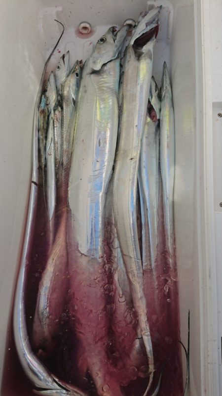 金沢八景鴨下丸 釣果