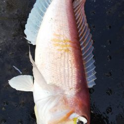 第二龍勢丸 釣果