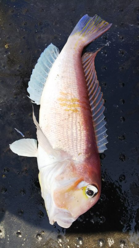 第二龍勢丸 釣果