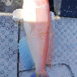 第二龍勢丸 釣果