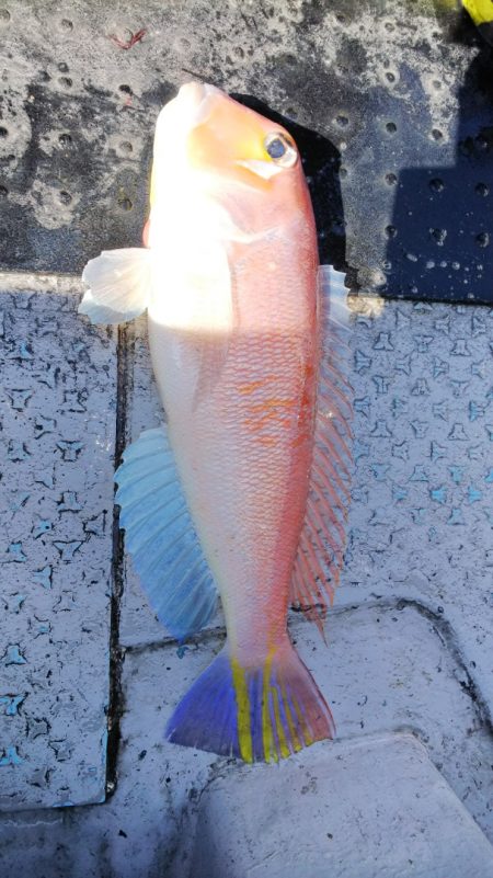 第二龍勢丸 釣果