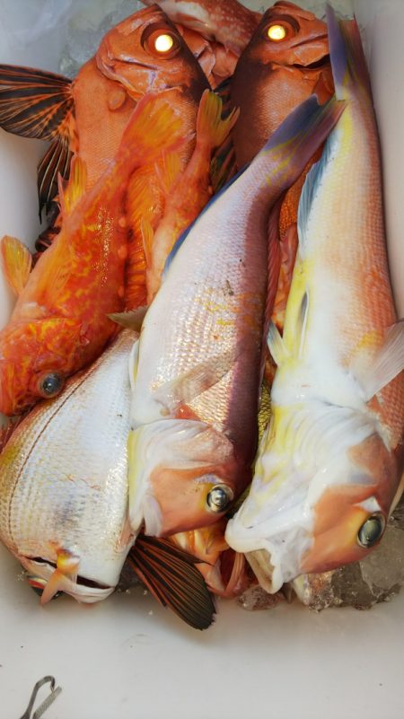 第二龍勢丸 釣果