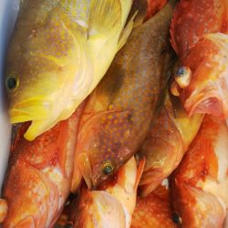 第二龍勢丸 釣果