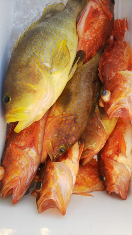 第二龍勢丸 釣果