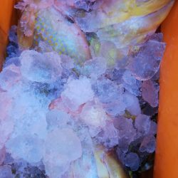 第二龍勢丸 釣果