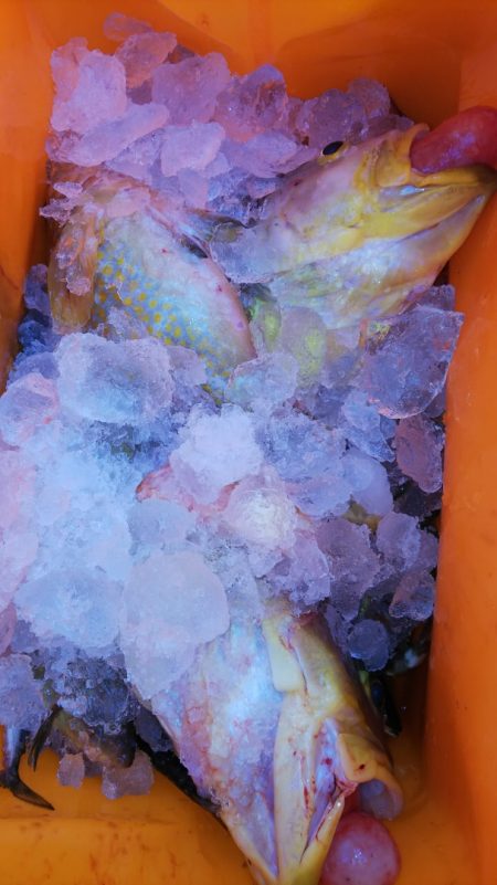 第二龍勢丸 釣果