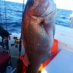 ブルドック 釣果