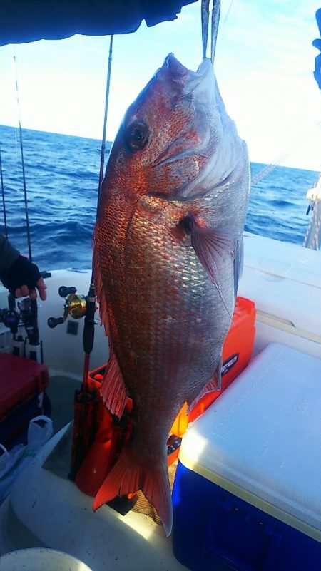 ブルドック 釣果