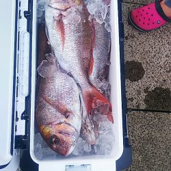 ブルドック 釣果