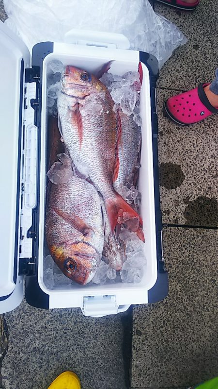 ブルドック 釣果