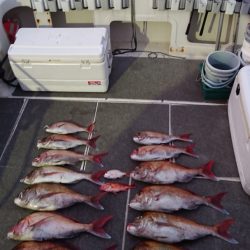 ARCADIAⅡ (アルカディアⅡ) 釣果