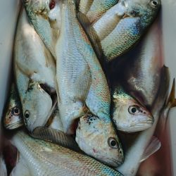 金沢八景鴨下丸 釣果