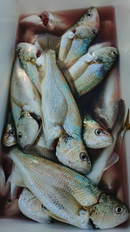 金沢八景鴨下丸 釣果