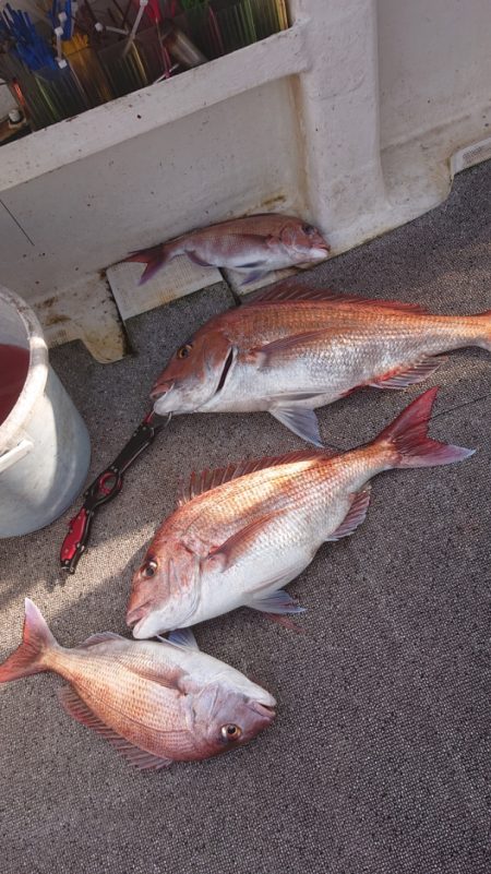 ARCADIAⅡ (アルカディアⅡ) 釣果