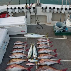 ARCADIAⅡ (アルカディアⅡ) 釣果