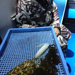 第三共栄丸 釣果