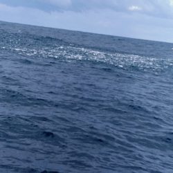 LUSTER『ラスター』 釣果