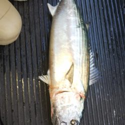 第二龍勢丸 釣果