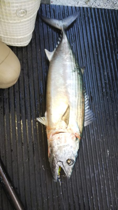 第二龍勢丸 釣果