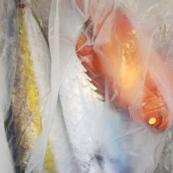 第二龍勢丸 釣果