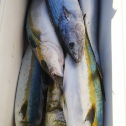 第二龍勢丸 釣果