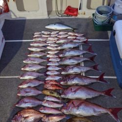 ARCADIAⅡ (アルカディアⅡ) 釣果