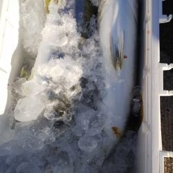 第二龍勢丸 釣果