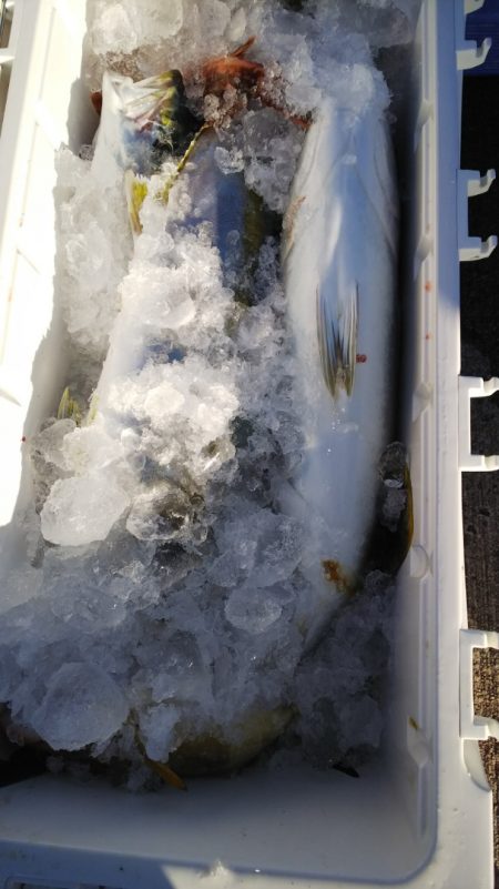 第二龍勢丸 釣果