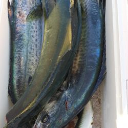 第二龍勢丸 釣果