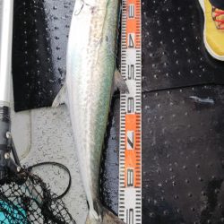 第二龍勢丸 釣果