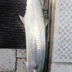 第二龍勢丸 釣果