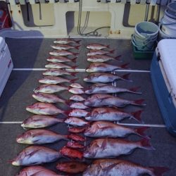 ARCADIAⅡ (アルカディアⅡ) 釣果