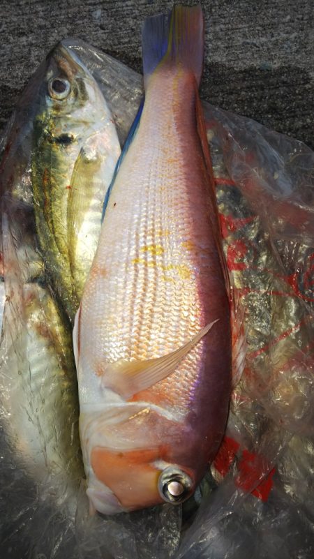 第二龍勢丸 釣果