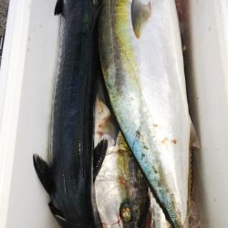 第二龍勢丸 釣果